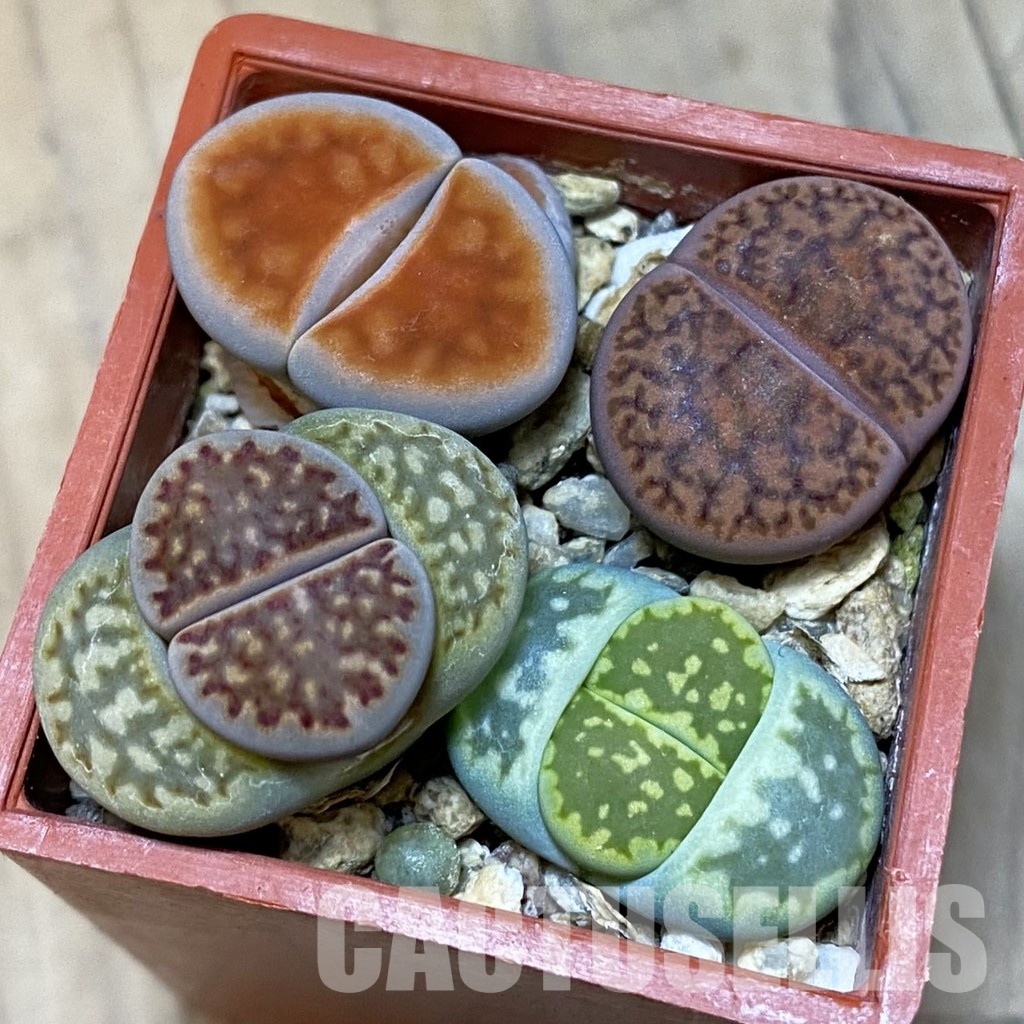 SH32402 Lithops mix