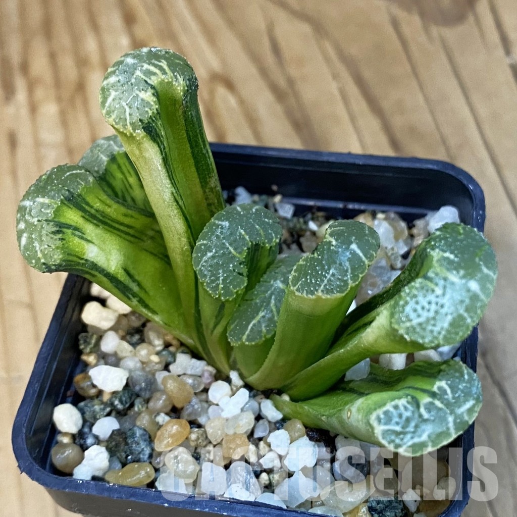 SH32482 Haworthia truncata f. variegata - Image 2