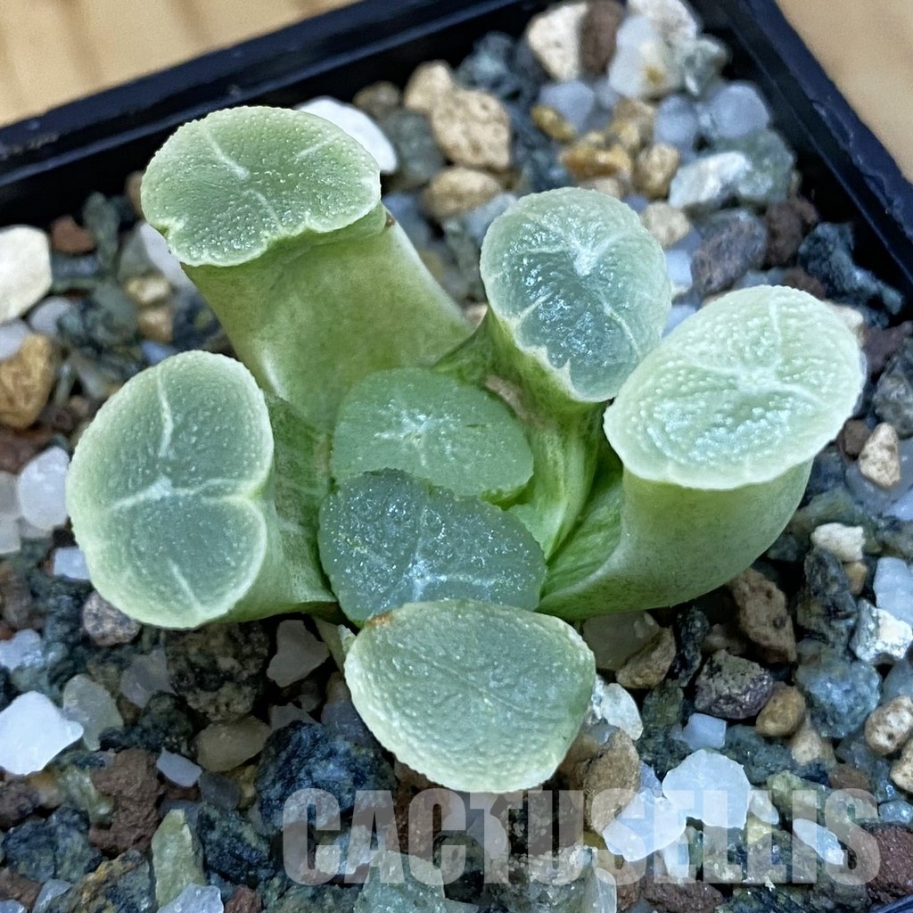 SH32484 Haworthia maughanii ‘White Brocade of All Things’