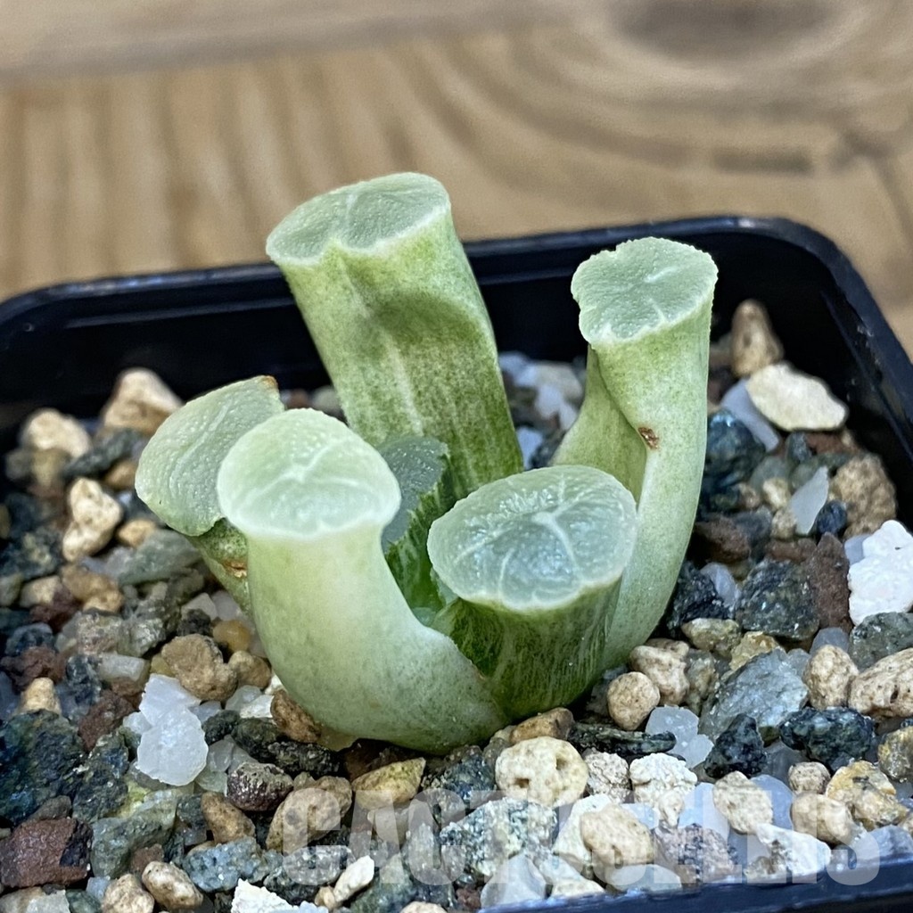 SH32484 Haworthia maughanii ‘White Brocade of All Things’ - Image 2