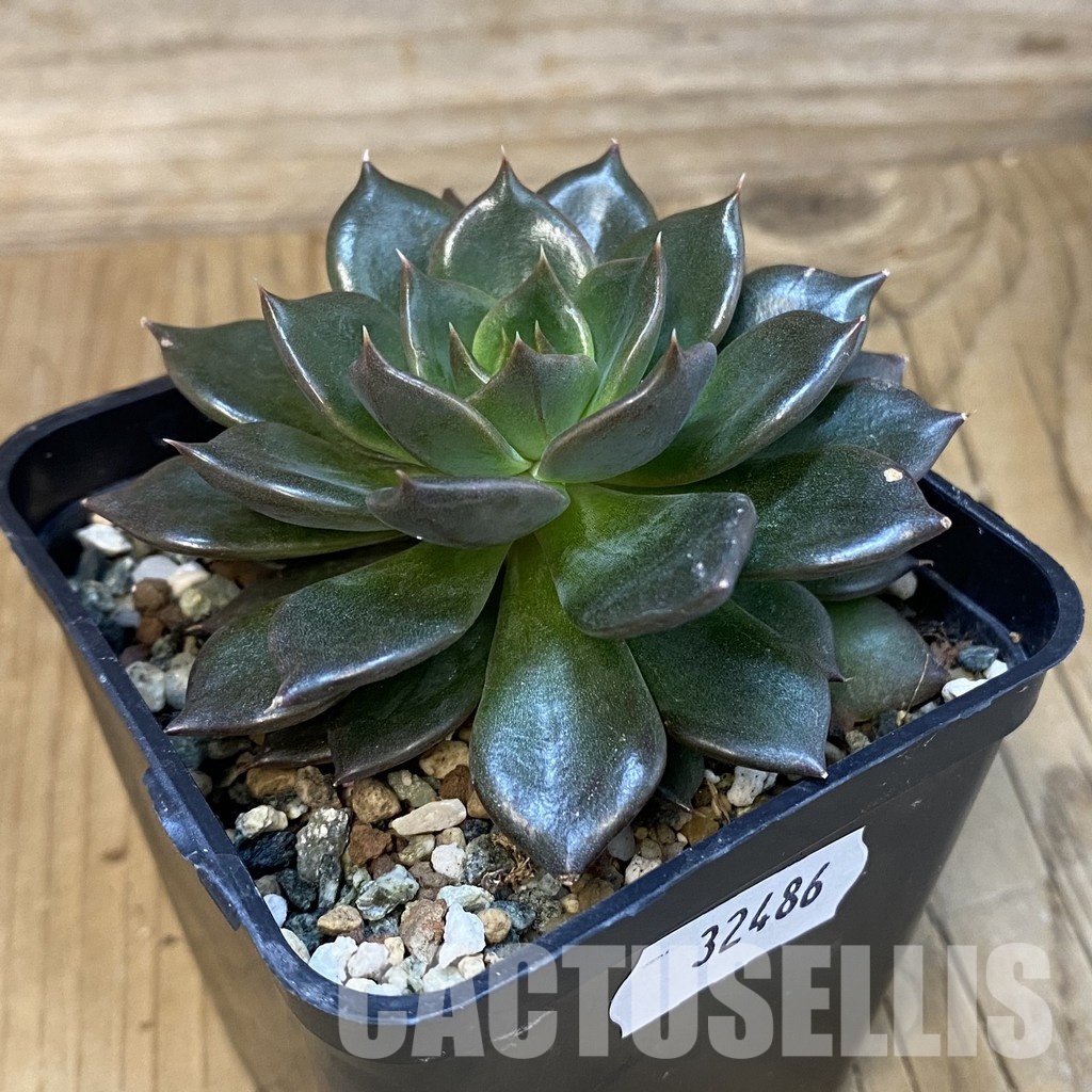 SH32486 Echeveria 'Black Prince' - Image 2