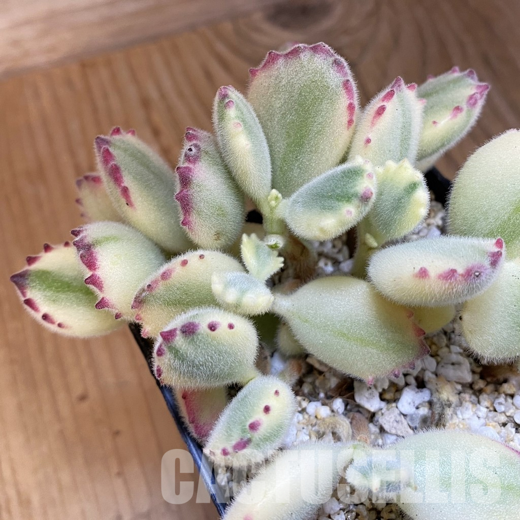 SH32488 Cotyledon ladismithiensis f. variegata