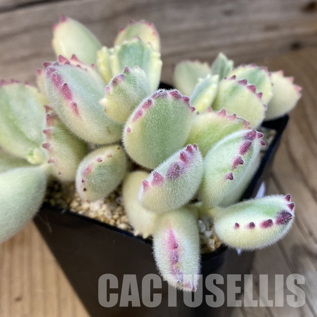 SH32488 Cotyledon ladismithiensis f. variegata - Image 2