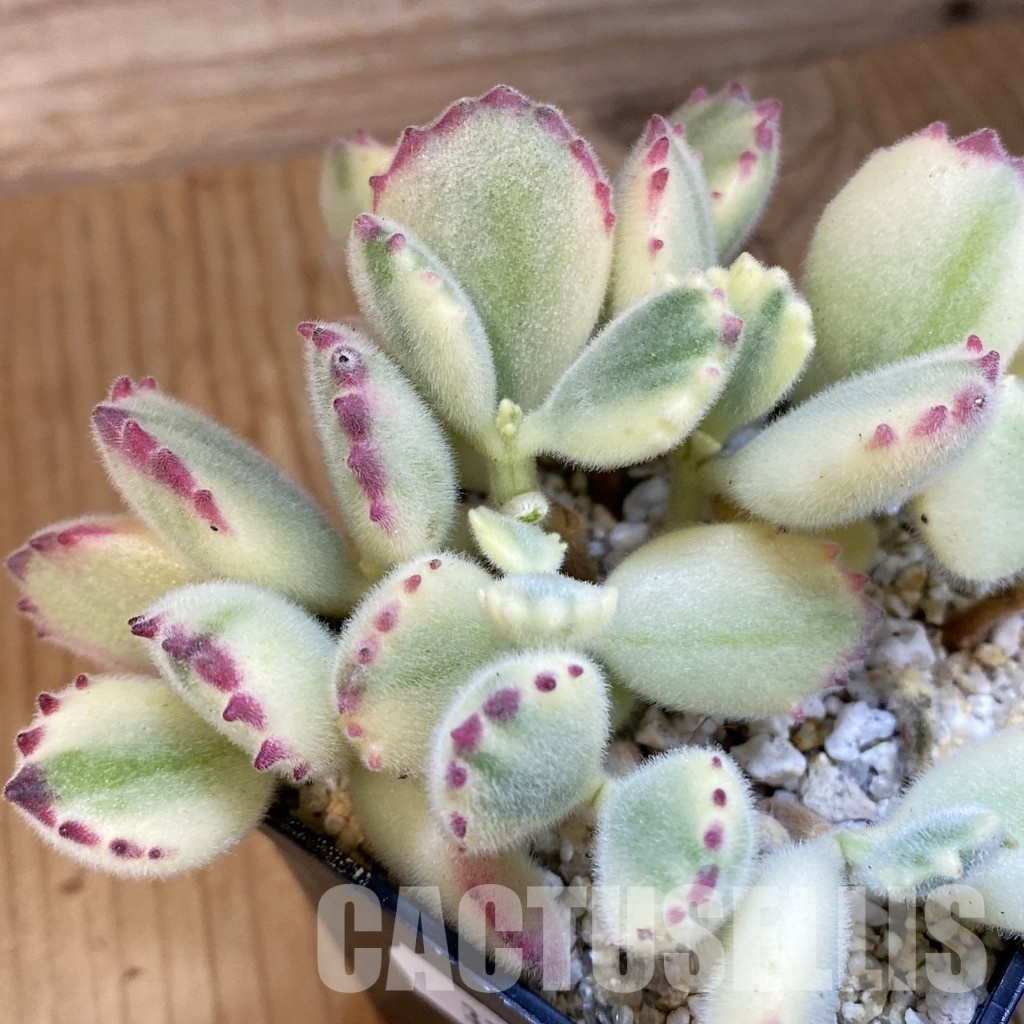 SH32488 Cotyledon ladismithiensis f. variegata - Image 3
