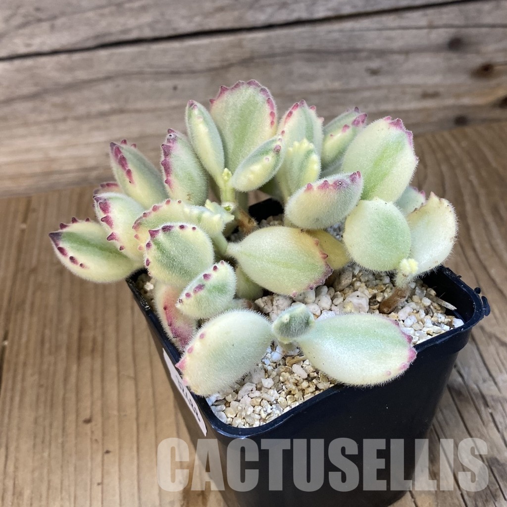 SH32488 Cotyledon ladismithiensis f. variegata - Image 4