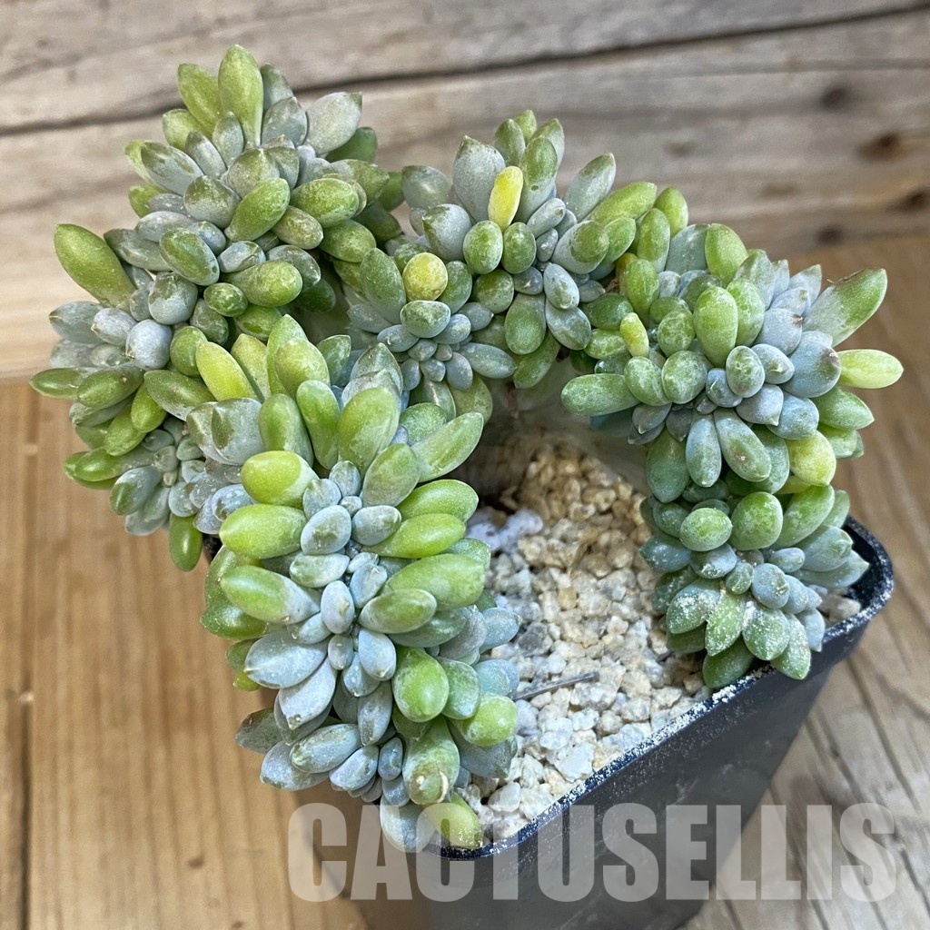 SH32489 Echeveria hybrid f. cristata