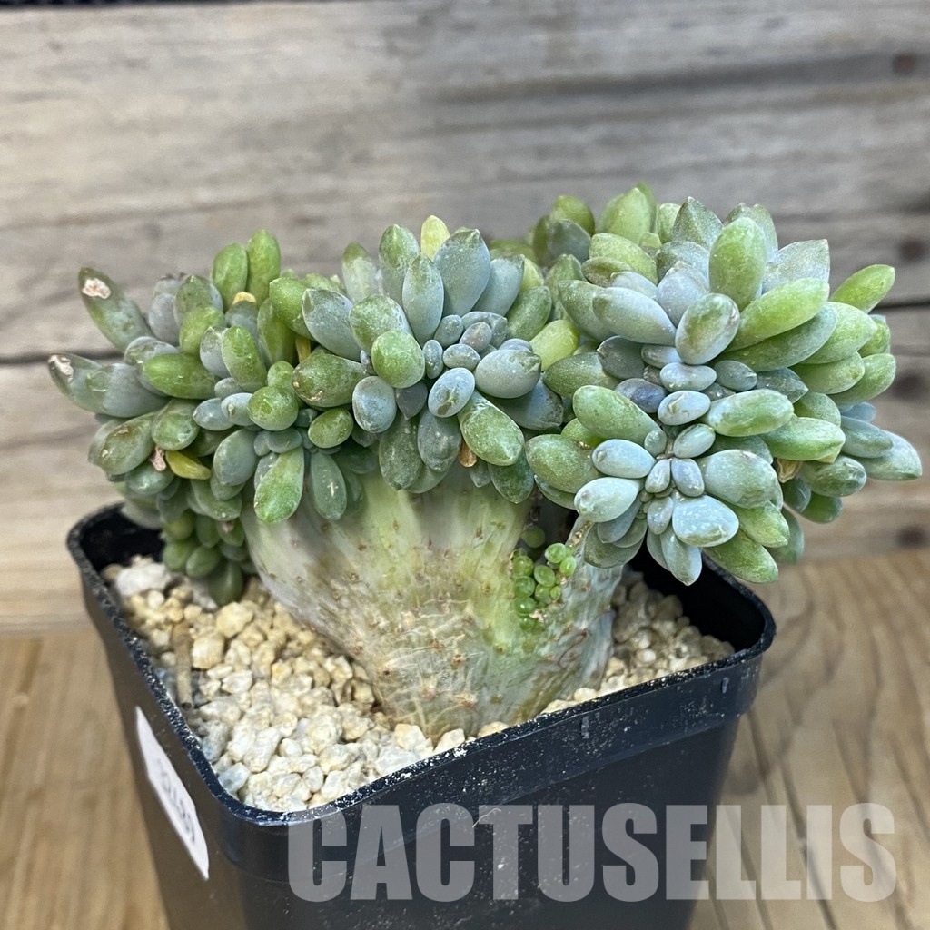 SH32489 Echeveria hybrid f. cristata - Image 2