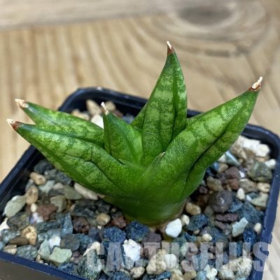 SH32492 Sansevieria 'Ming Manee'