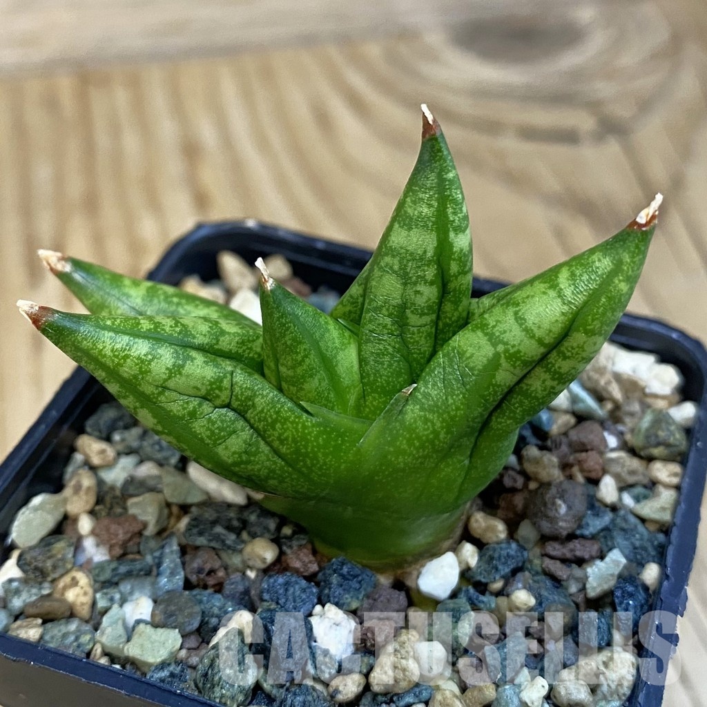 SH32492 Sansevieria 'Ming Manee'