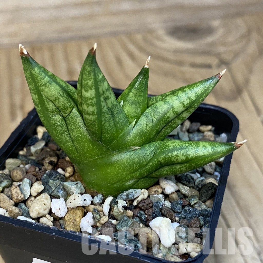 SH32492 Sansevieria 'Ming Manee' - Image 2