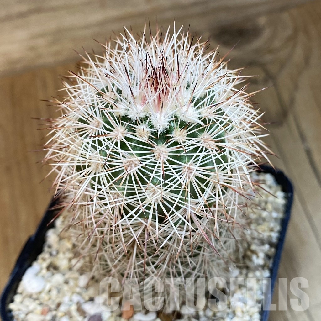 SH32454 Echinocereus dasyacanthus -Brewster-