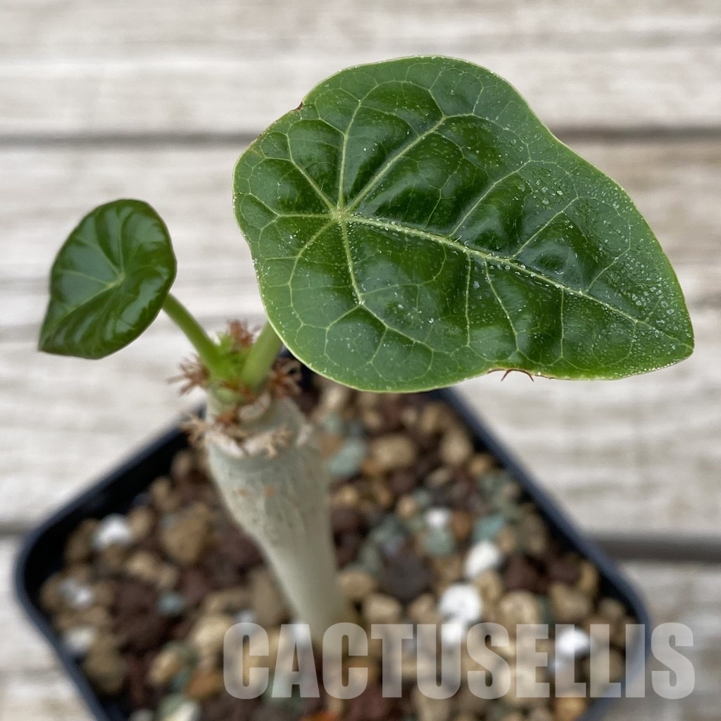 SH32494 Jatropha podagrica