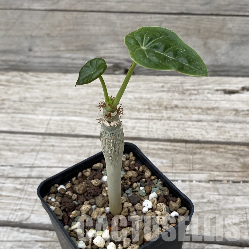 SH32494 Jatropha podagrica - Image 2
