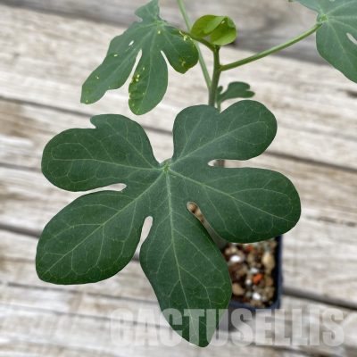 SH32495 Adenia glauca