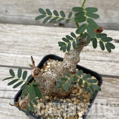 SH32496 Senna meridionalis