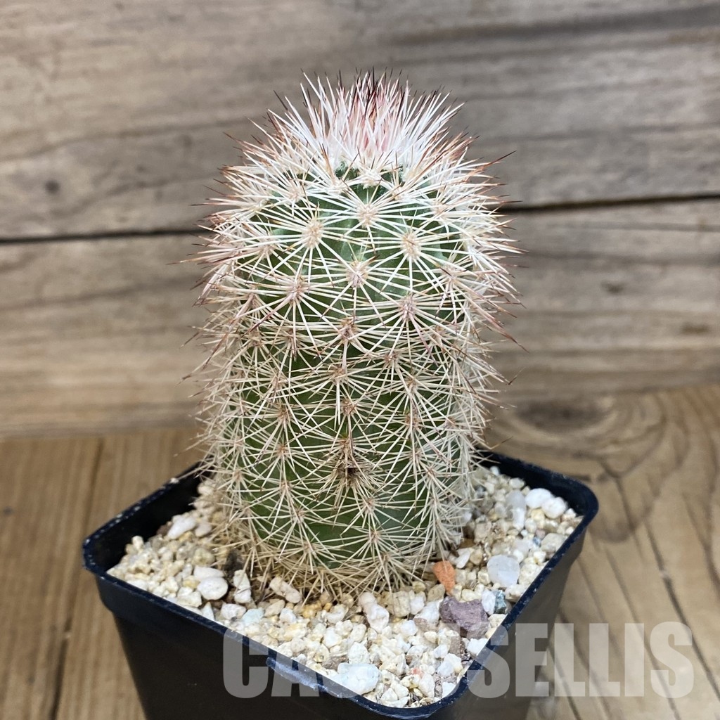 SH32454 Echinocereus dasyacanthus -Brewster- - Image 2