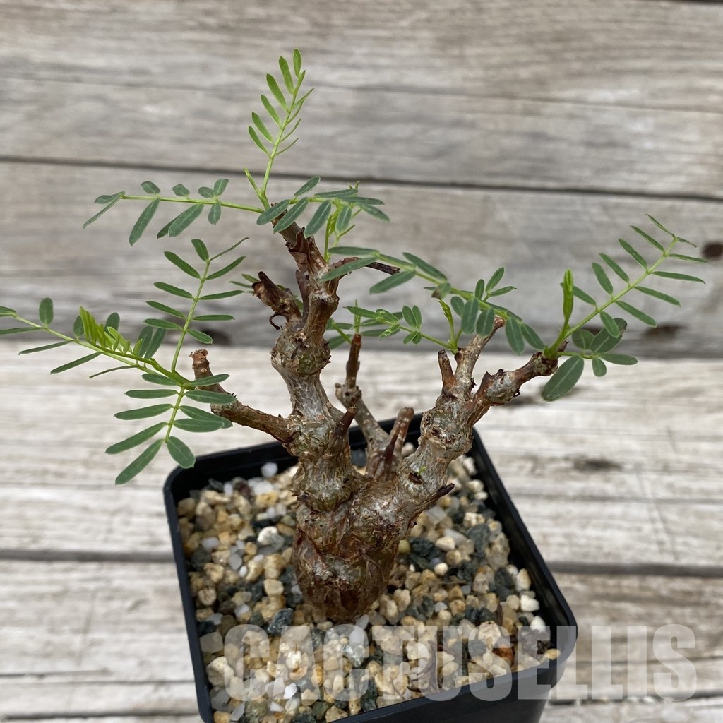 SH32497 Senna meridionalis - Image 2