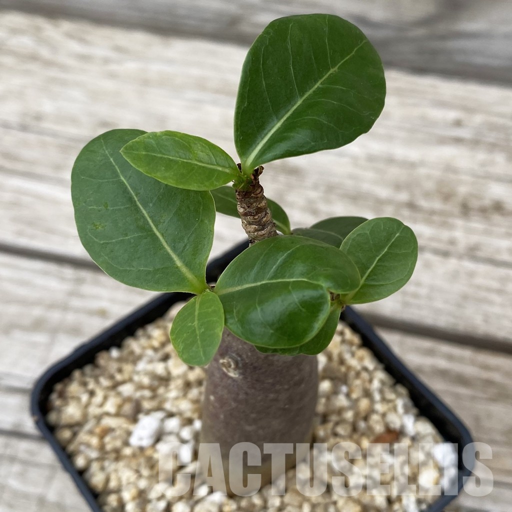 SH32499 Adenium arabicum ‘Black Body’