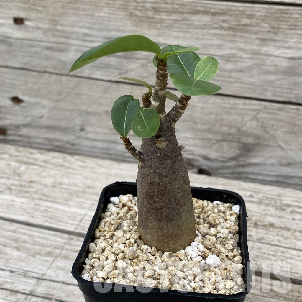 SH32499 Adenium arabicum ‘Black Body’ - Image 2