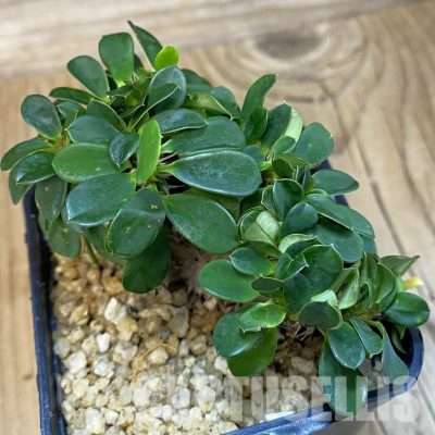 SH32500 Euphorbia milii f. cristata