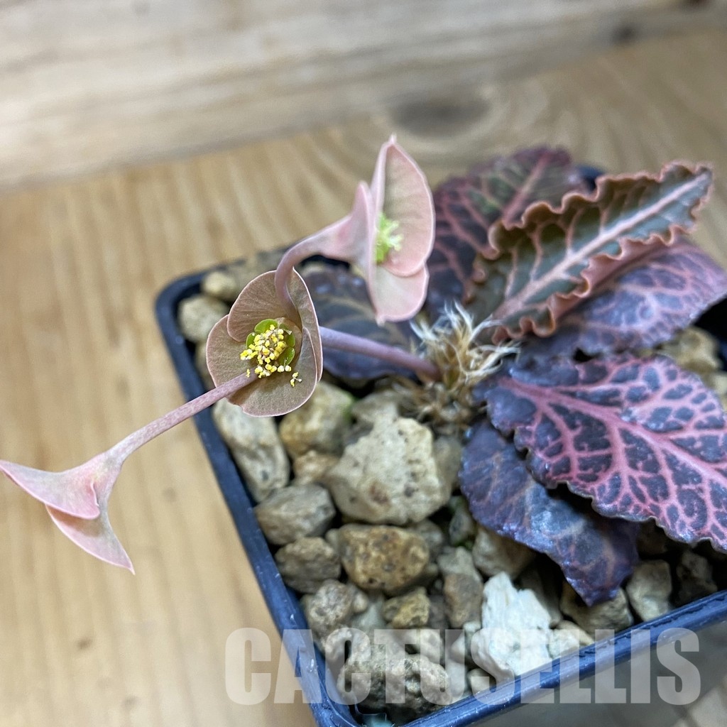 SH32502 Euphorbia francoisii hybrid
