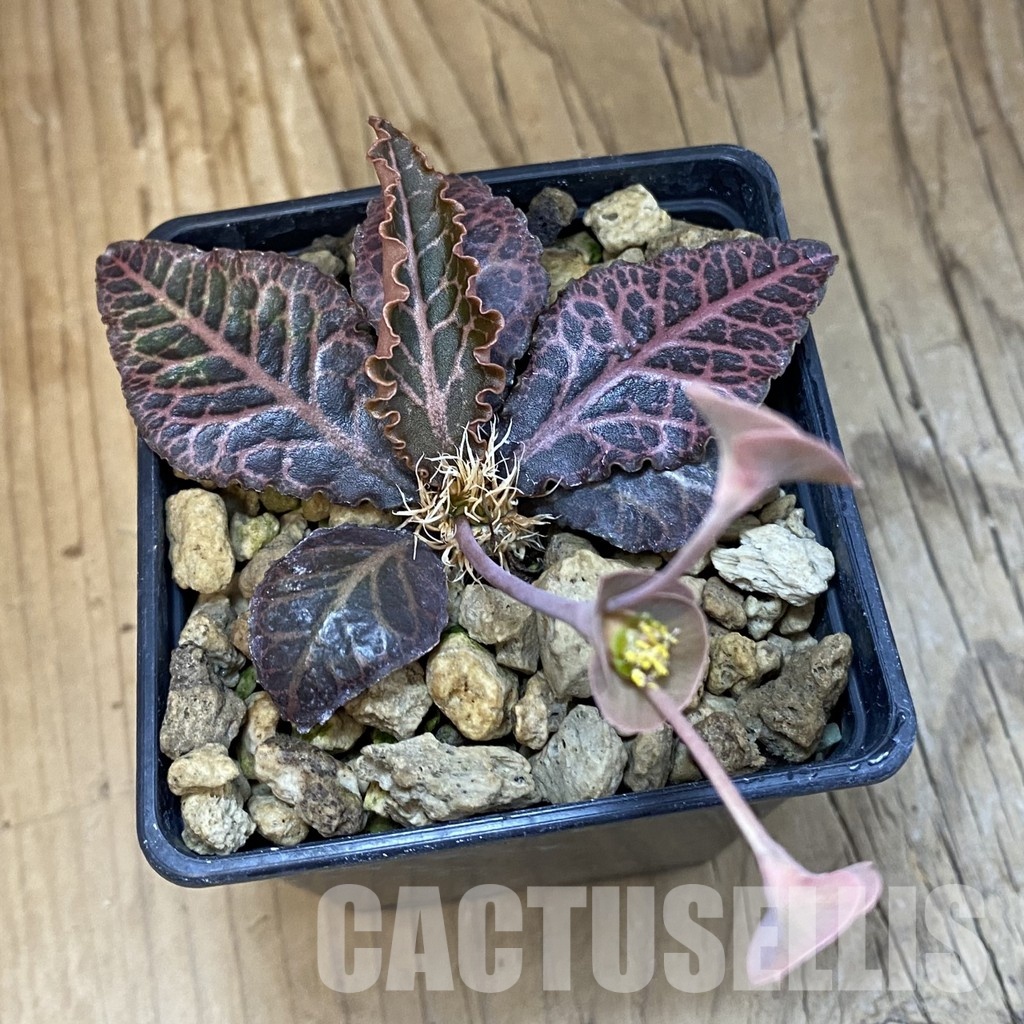 SH32502 Euphorbia francoisii hybrid - Image 2