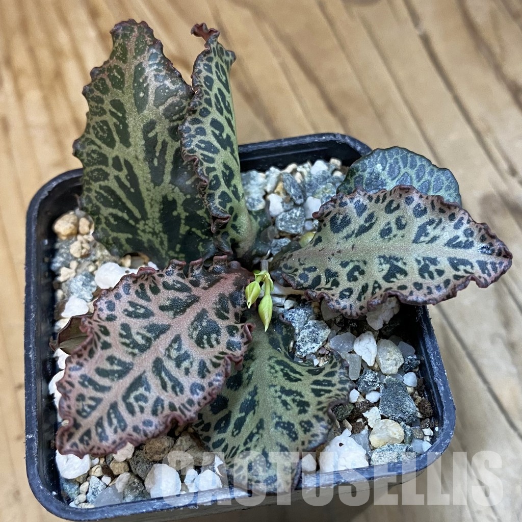 SH32503 Euphorbia francoisii hybrid