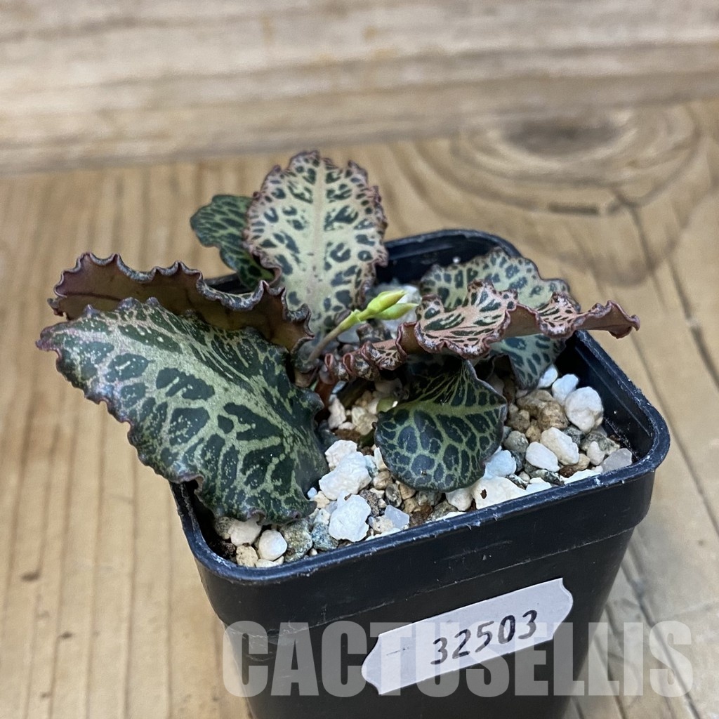 SH32503 Euphorbia francoisii hybrid - Image 2