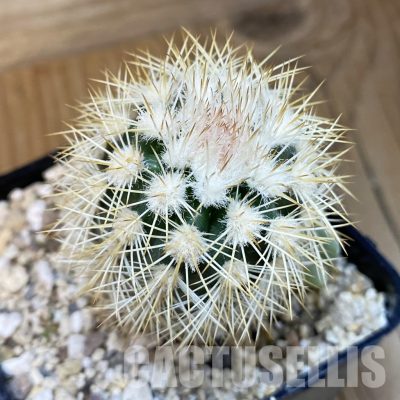 SH32455 Echinocereus dasyacanthus