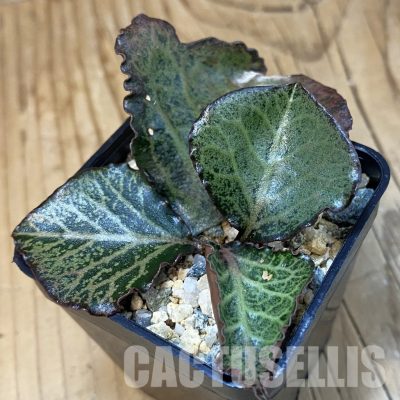 SH32504 Euphorbia francoisii hybrid