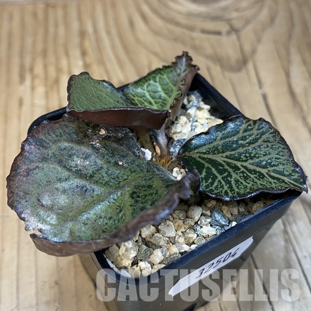 SH32504 Euphorbia francoisii hybrid - Image 2