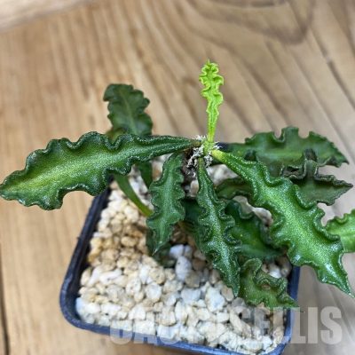 SH32506 Euphorbia decaryi v. spirosticha