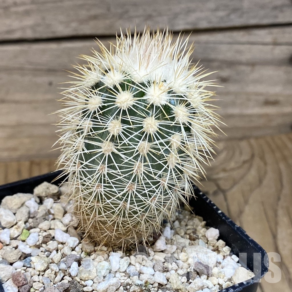 SH32455 Echinocereus dasyacanthus - Image 2