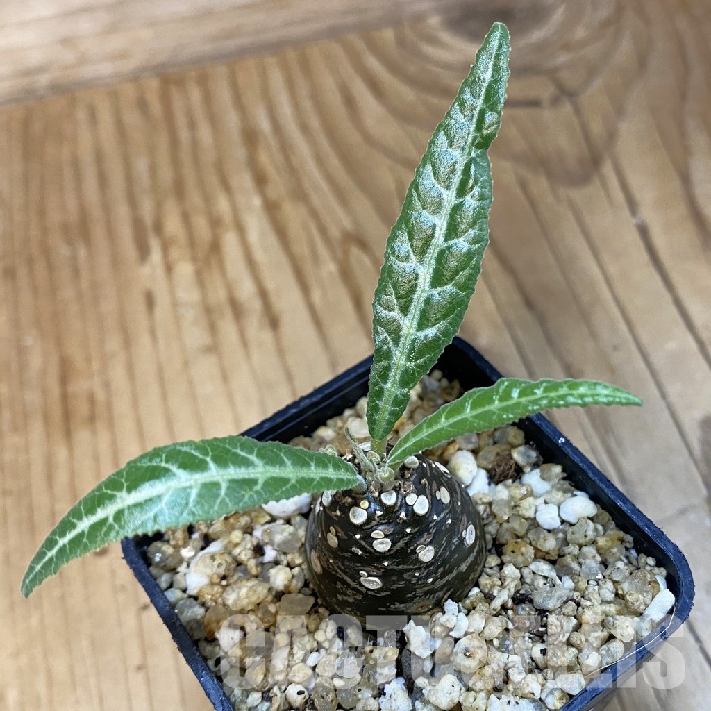 SH32509 Dorstenia lancifolia