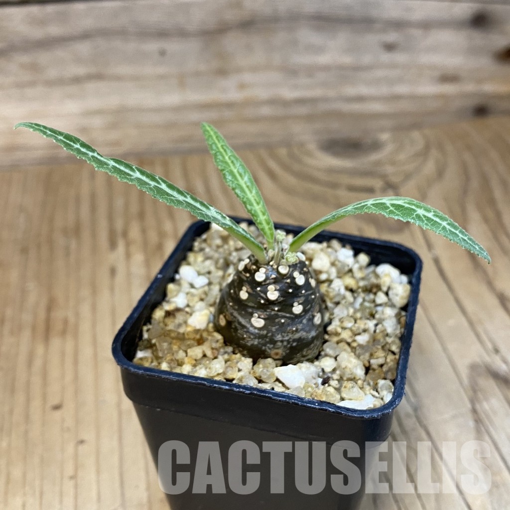 SH32509 Dorstenia lancifolia - Image 2