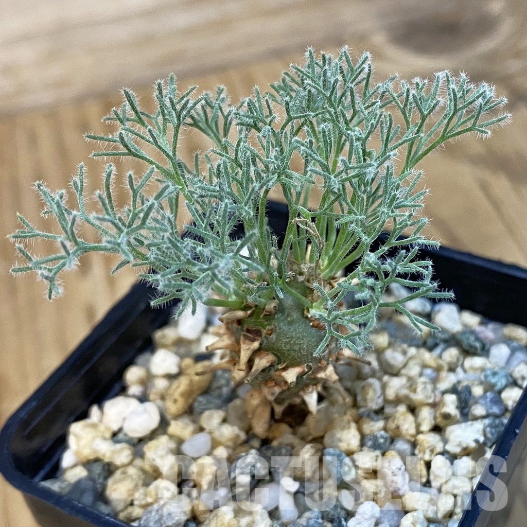 SH32512 Sarcocaulon peniculinum