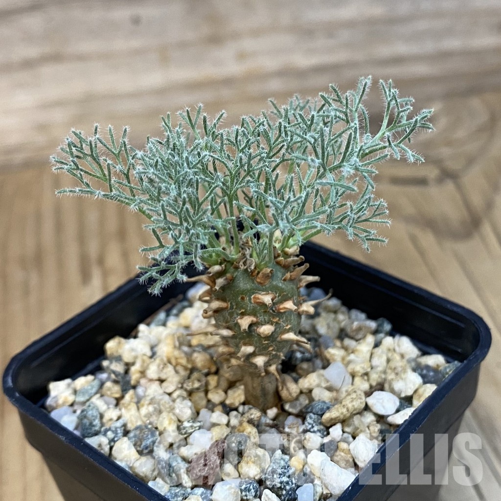 SH32512 Sarcocaulon peniculinum - Image 2