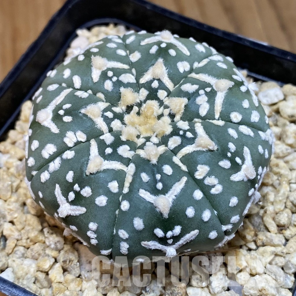 SH32450 Astrophytum asterias ‘Super Kabuto’ V-type f. nudum, 7-ribs