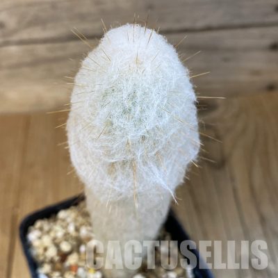 SH32456 Austrocephalocereus dybowskii
