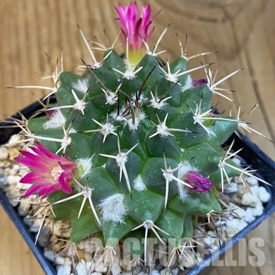 SH32457 Mammillaria magnimamma