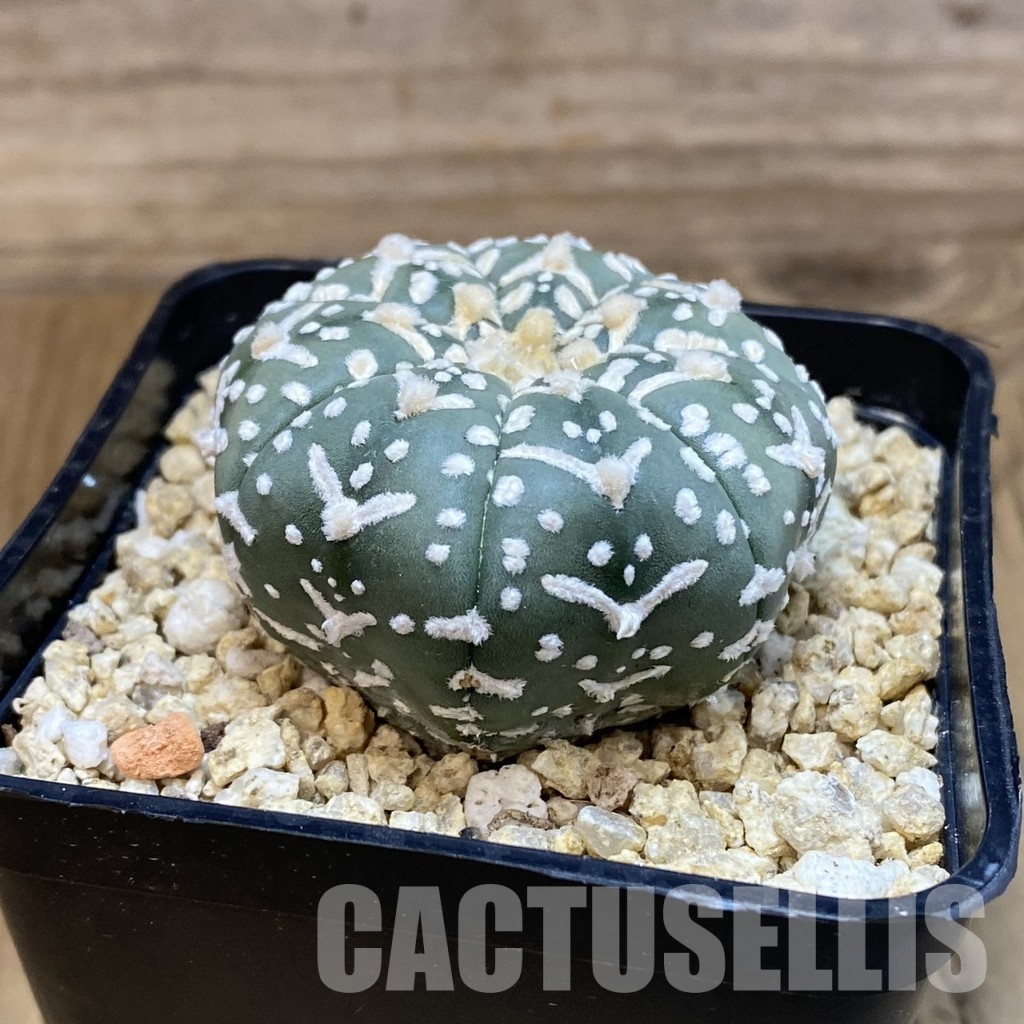 SH32450 Astrophytum asterias ‘Super Kabuto’ V-type f. nudum, 7-ribs - Image 2