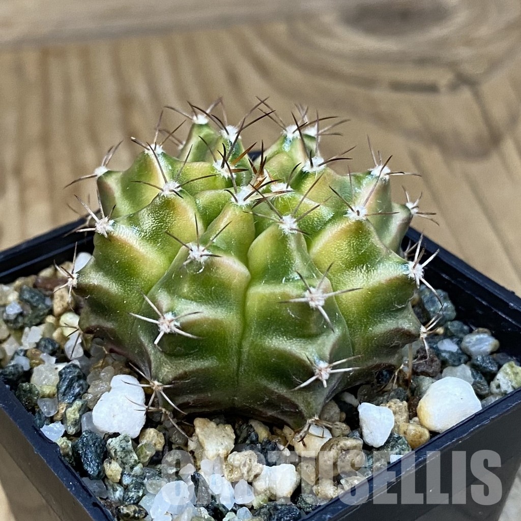 SH32460 Gymnocalycium mihanovichii ‘Neon’ hybrid - Image 2