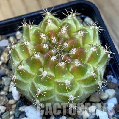SH32461 Gymnocalycium mihanovichii ‘Neon’ hybrid