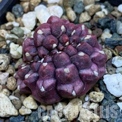 SH32462 Gymnocalycium mihanovichii ‘Day Dream’ f. cristata
