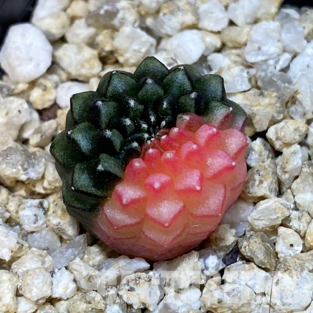 SH32463 Gymnocalycium mihanovichii ‘inermis’ f. variegata