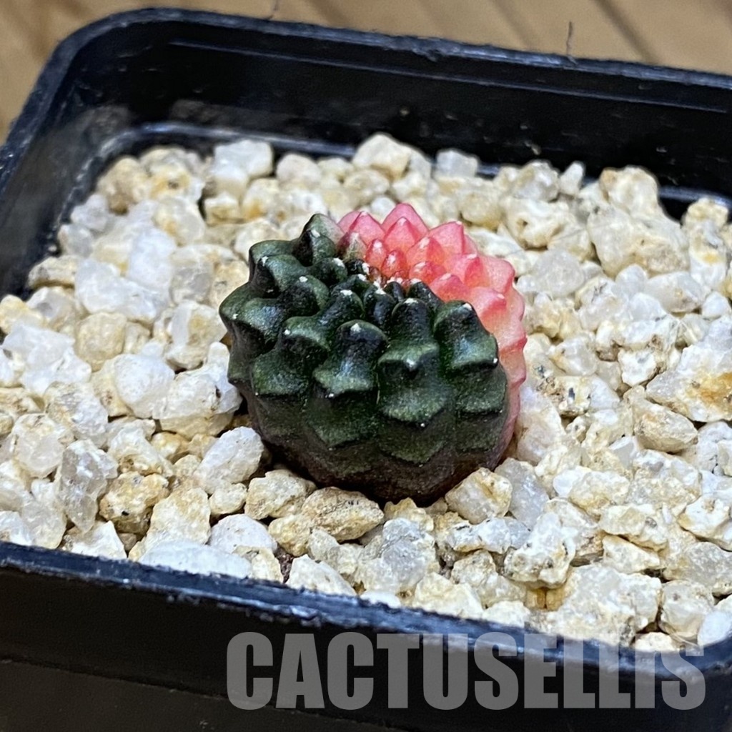 SH32463 Gymnocalycium mihanovichii ‘inermis’ f. variegata - Image 2