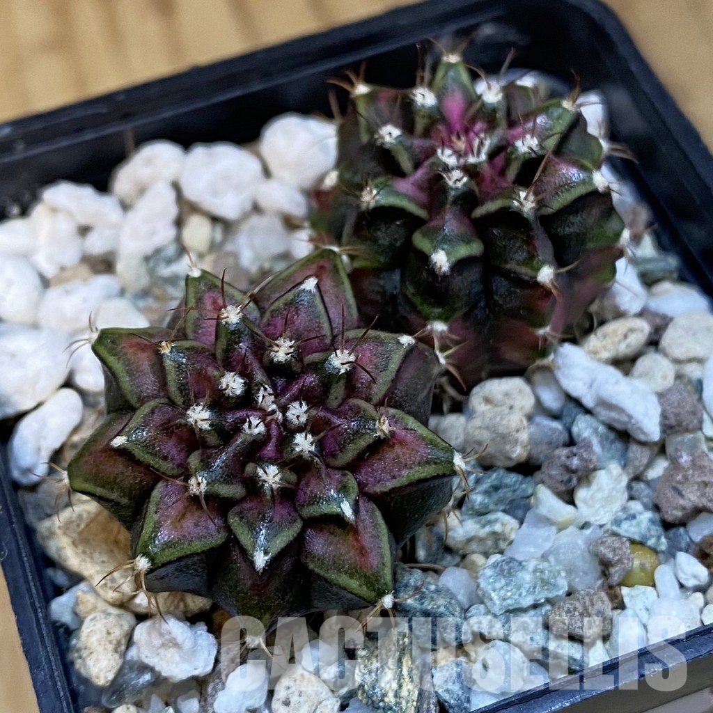 SH32464 Gymnocalycium mihanovichii 'T-Rex', 2 plants - Image 2