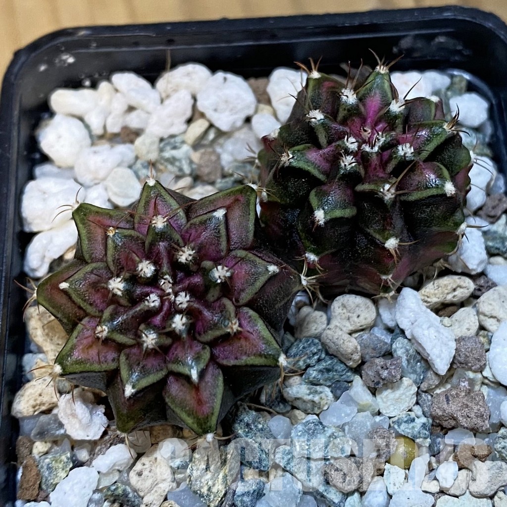 SH32464 Gymnocalycium mihanovichii 'T-Rex', 2 plants