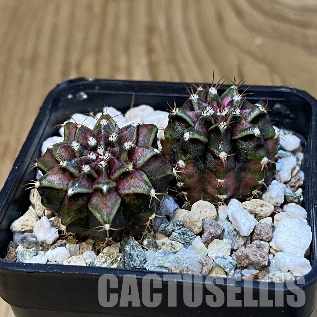 SH32464 Gymnocalycium mihanovichii 'T-Rex', 2 plants - Image 3