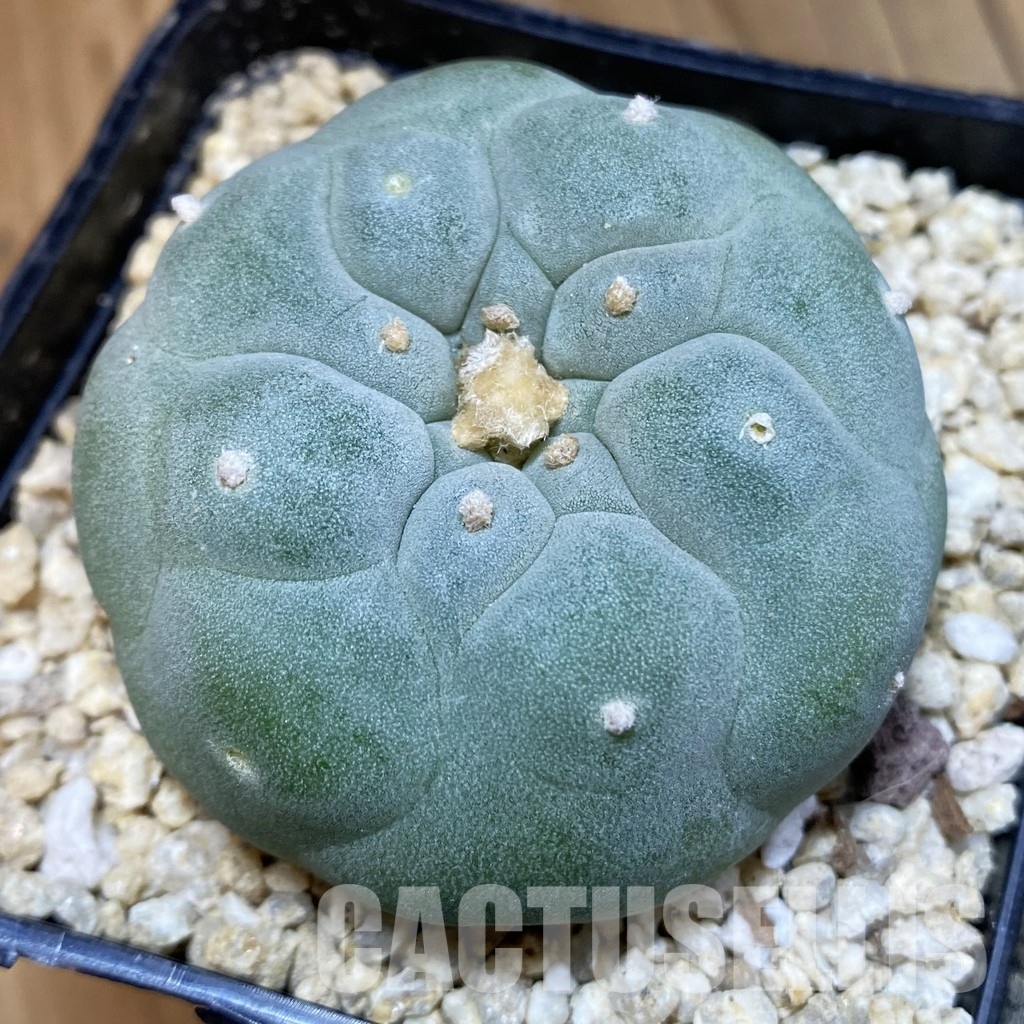 SH32451 Anhalonium frichii ‘Yatagai’ hybrid, seedling, own roots